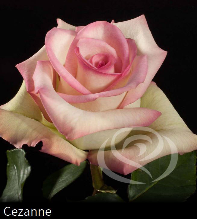 Valentin napi virágküldés Classic Cezanne rózsa