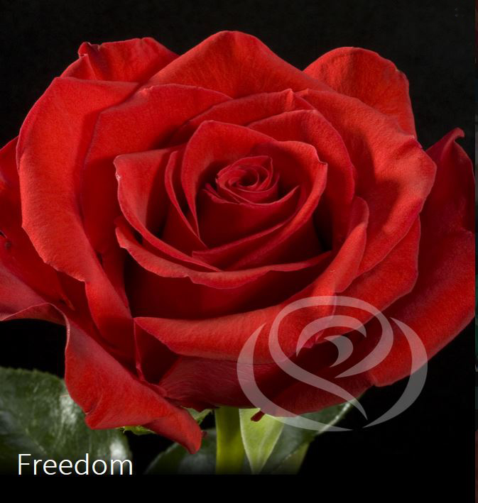 Valentin napi virágküldés Avantique rózsa
