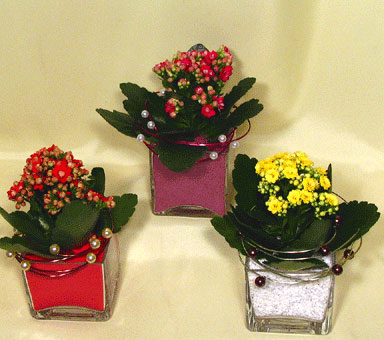 Orchidea ág Borban a vigasság - Finom vörösbor, elegáns díszdobozban, karácsonyias virágos díszítéssel