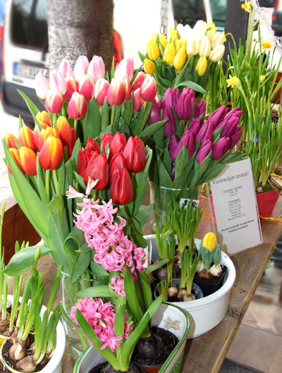 Varázsolj tavaszt!, Tulipánok, nárciszok, illatos jácintok a Virágpostánál