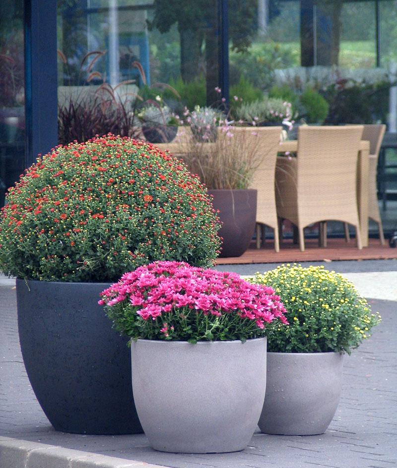 Tulipánok Tulipánok