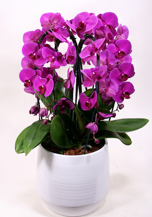 Virágposta - Óriás orchidea összeültetés