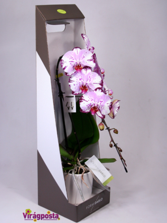 Virágposta - Formidablo - különleges orchidea díszdobozban