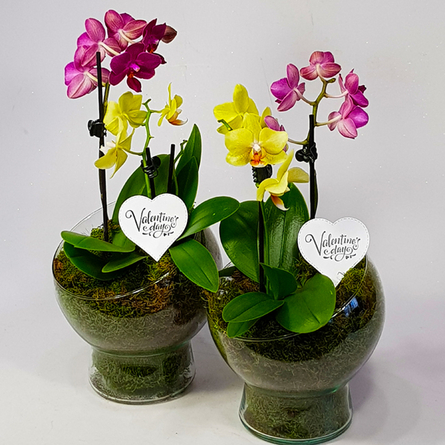 Virágposta - Párosan szép - orchideák üveggömbben