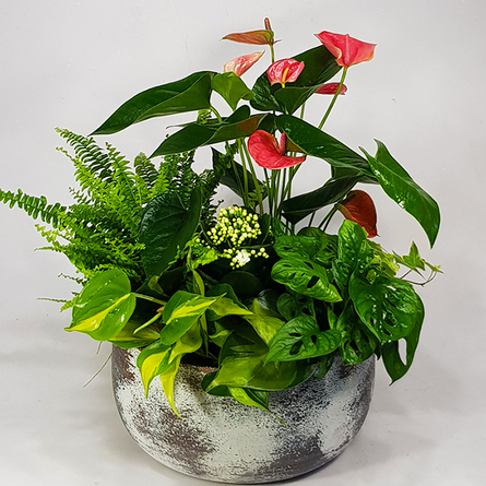 Virágposta - Asztali oázis - exkluzív növényösszeültetés