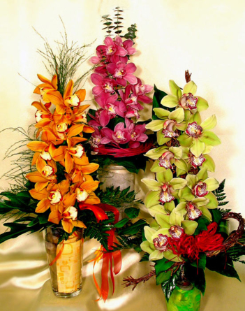 Virágposta - Ragyogó orchideák