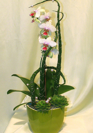 Virágposta - Phalenopsys orchidea kaspóban