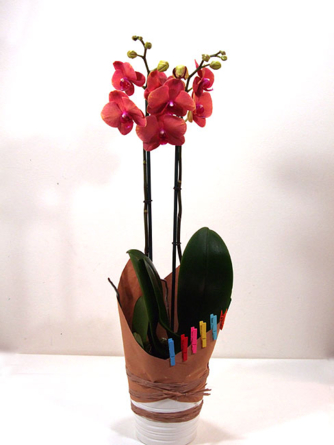 Virágposta - Virágzó orchidea díszítve - Érték és elegancia